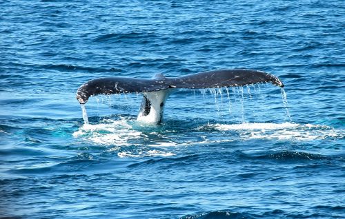 whale ocean marine