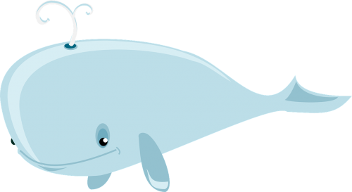 whale humpback blowhole
