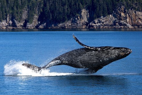 whale  humpback  sea