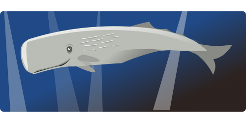 whale sea mammal