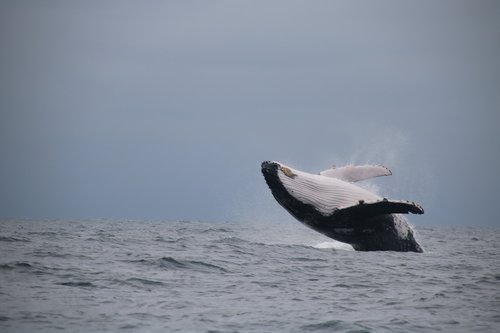 whale  jumping  sea