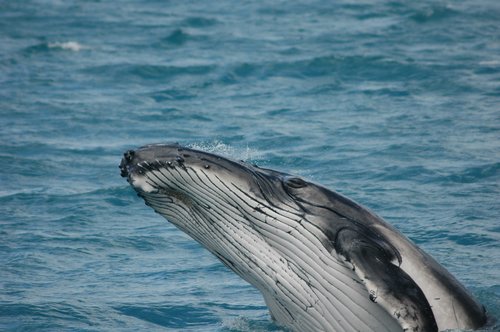 whale  sea  mammal