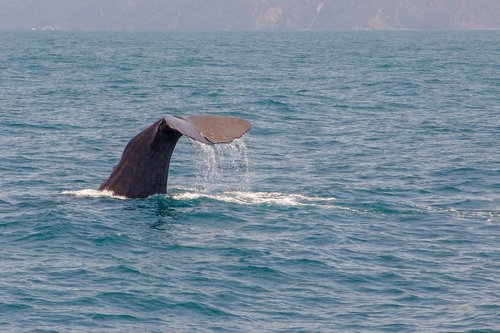 whale  tail  diving
