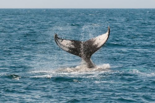 whale ocean tail