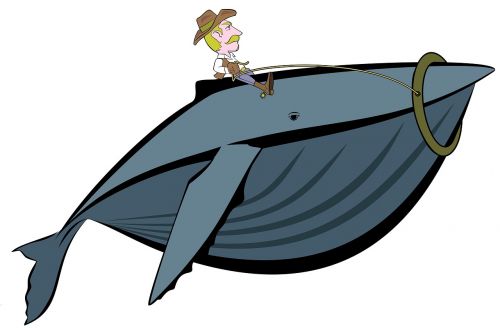 whale human hand lob-tailing
