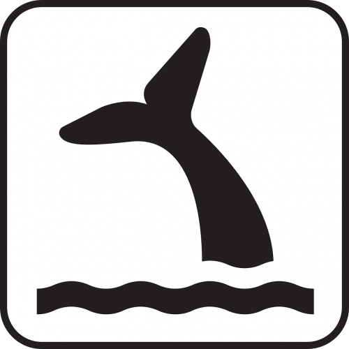whale cetacean wildlife