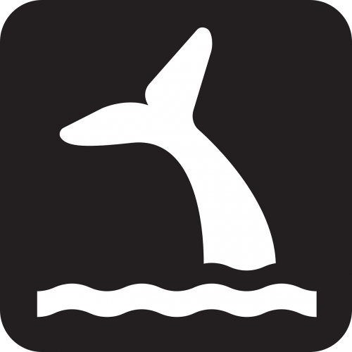 whale cetacean wildlife