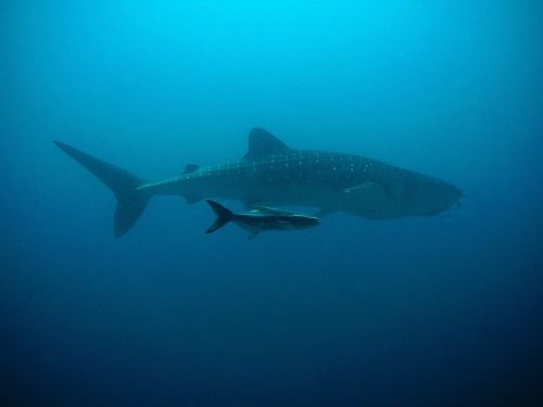 whale shark kobia divers