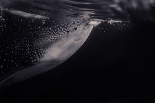whale shark sea ocean