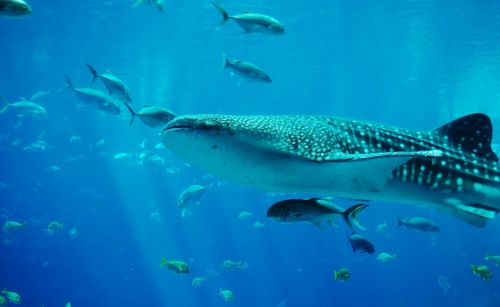 whale shark shark aquarium