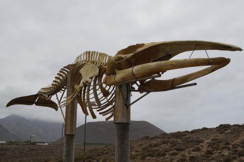 whale skeleton skeleton wal