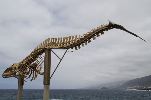 whale skeleton skeleton wal