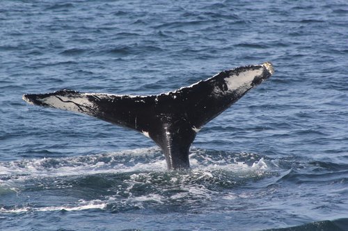 whale tail  fluke shot  whale fluke
