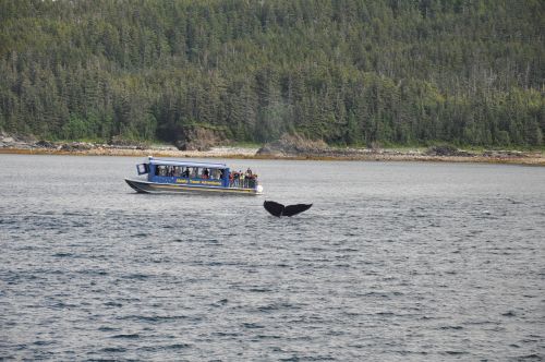 whale watching alaska whale