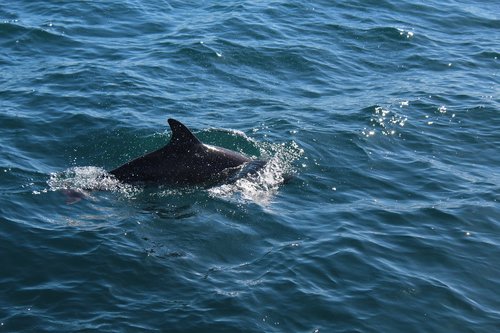 whales  australia  gold coast