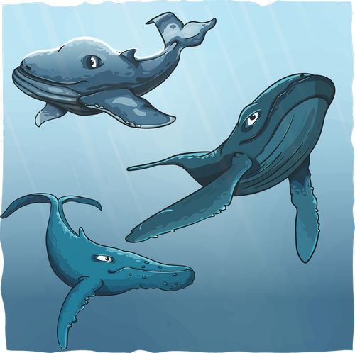 whales  humpback  blue