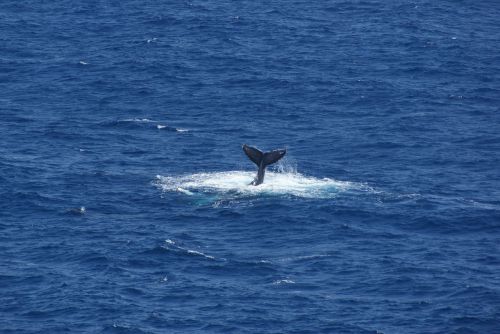 whaletail whale tail