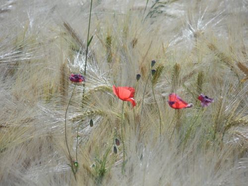wheat fields poppy