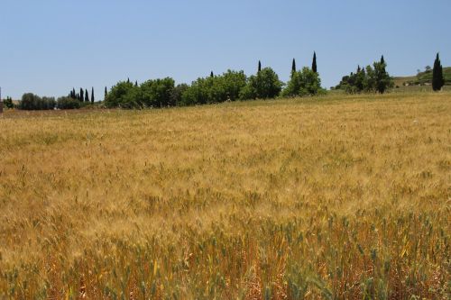 wheat field agriculture