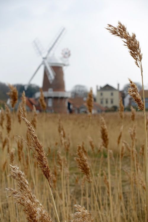 wheat stalks windmill