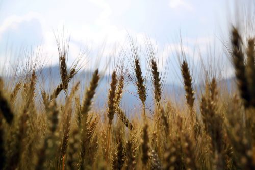 wheat fields crops
