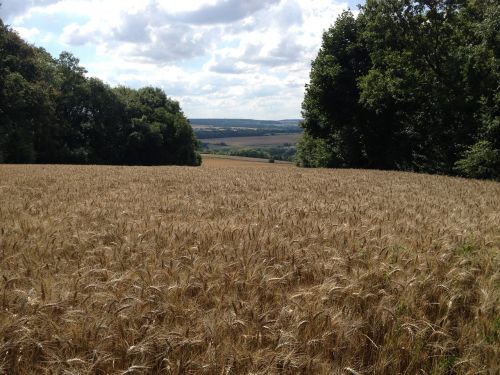 wheat fields cornfield