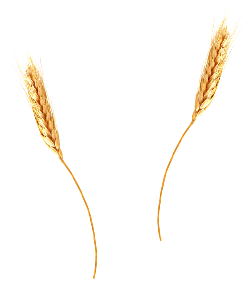 wheat agriculture barley