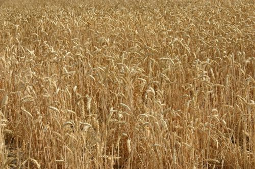 wheat ears field