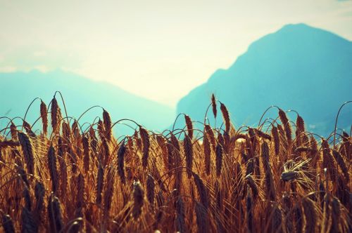 wheat field mountains