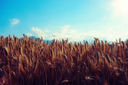 wheat field cereals