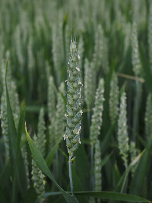 wheat wheat spike wheat field
