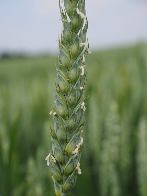 wheat wheat spike wheat field