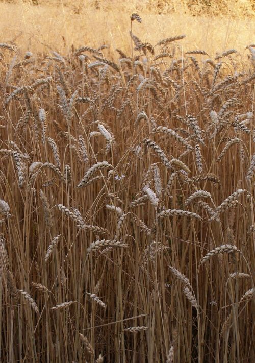wheat corn ears