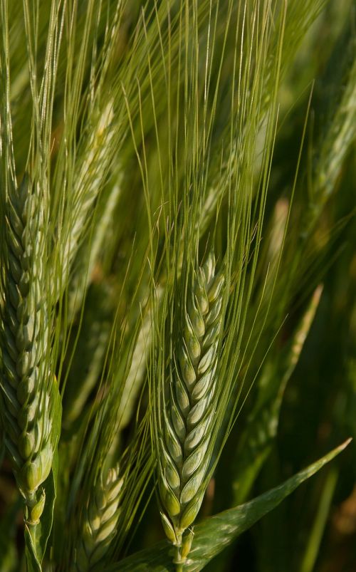 wheat spikes cereals