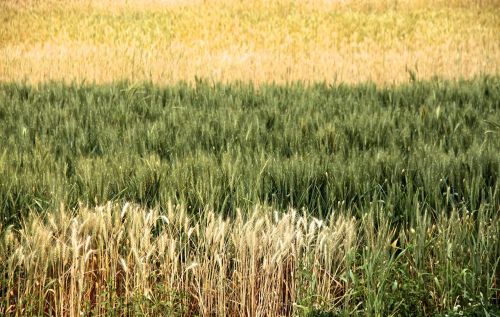 wheat field crop