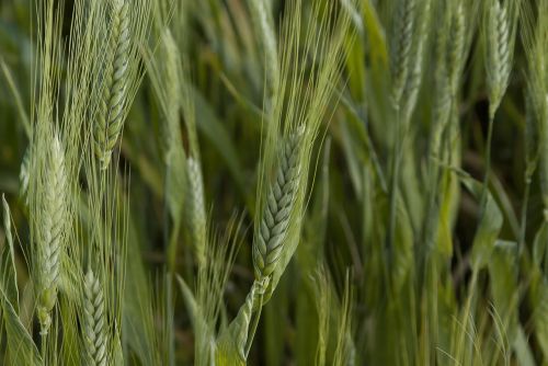 wheat cereals spikes