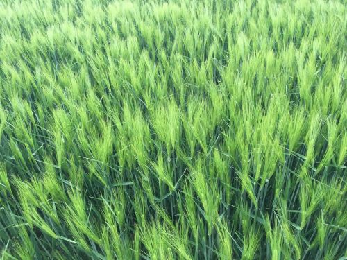 wheat einkorn field