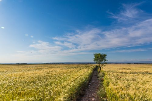 wheat horizon cloud landscape