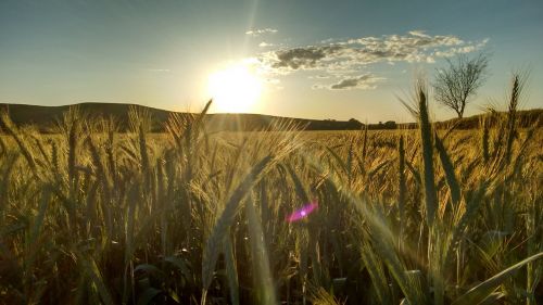 wheat sunset spikes
