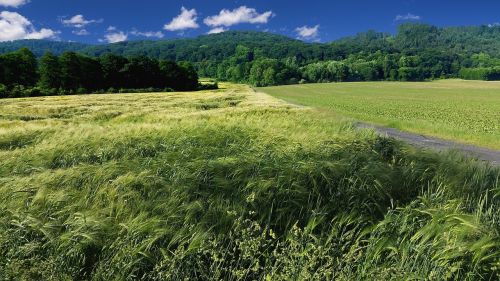 wheat field summer