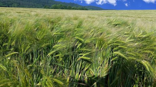 wheat field summer