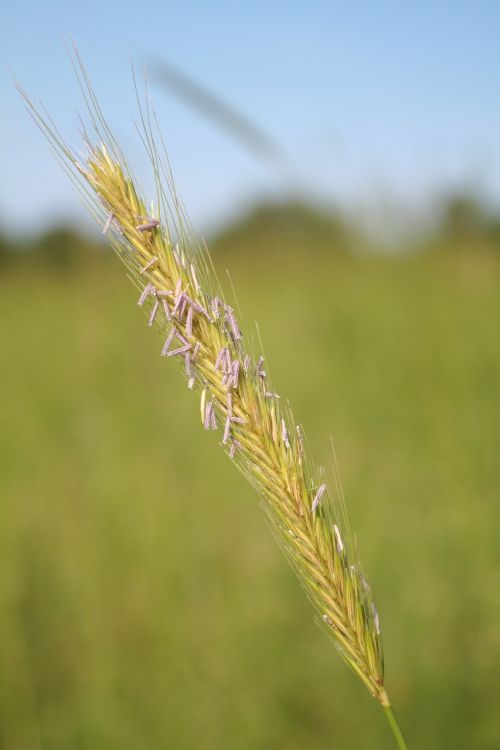 wheat class in the wheatfield