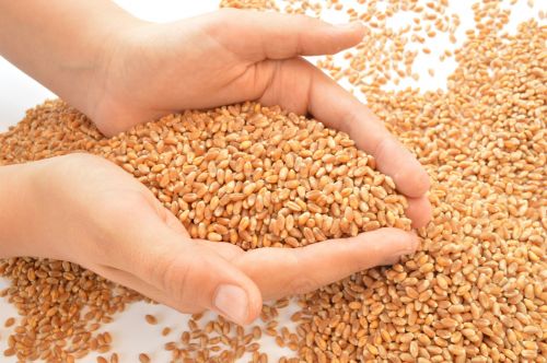 wheat hands grains