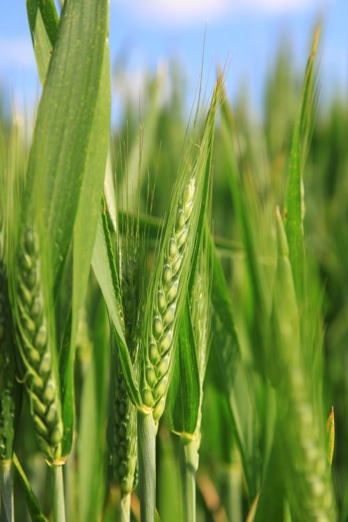 wheat epi ear of corn