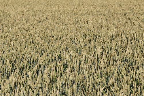 wheat field nature