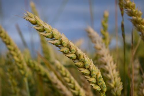 wheat grain cereals