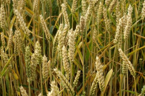 wheat corn ears of corn
