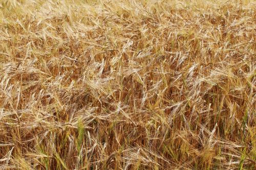 wheat wheat fields yellow