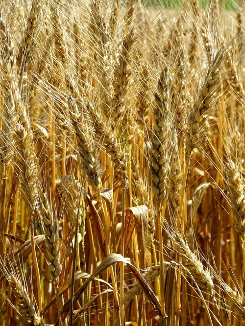wheat spike wheat field