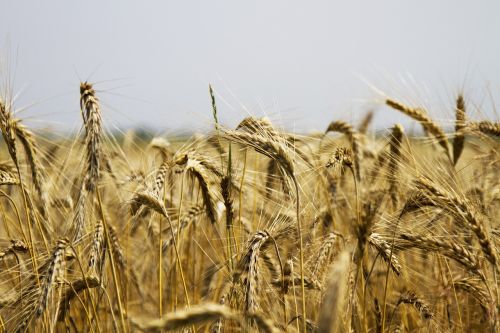 wheat wheat field cereals
